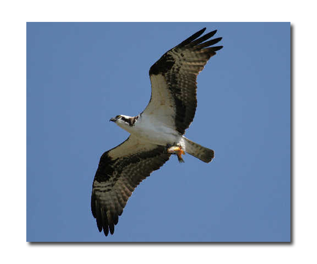 Osprey_Jim Basinger